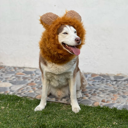 Melena de león para mascota