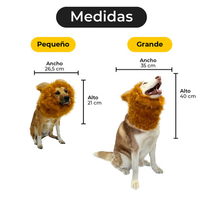Melena de león para mascota